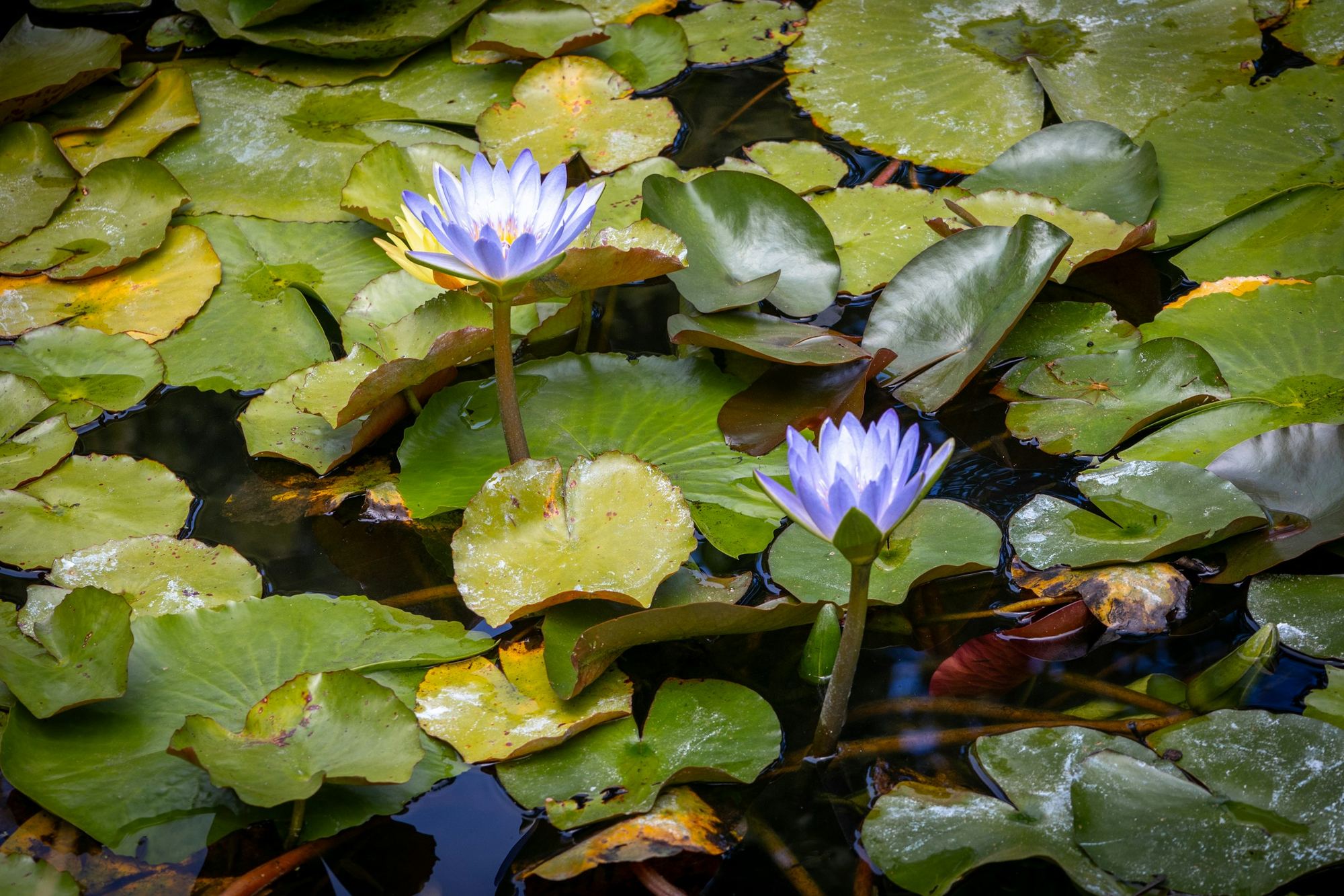 Water lilies and greenery at Kirstenbosch National Botanical Garden