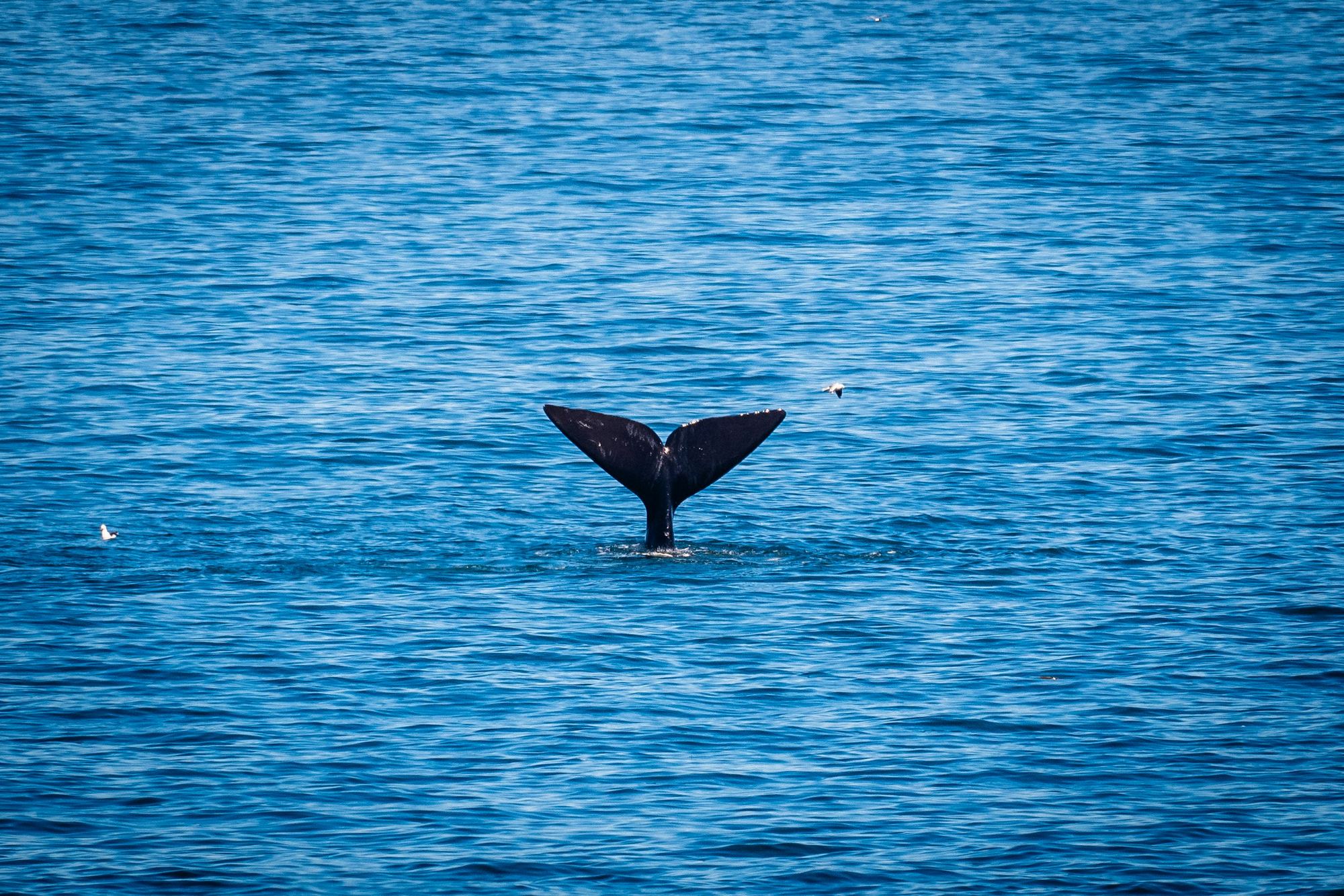 Whale tail rising above the water near Hermanus, South Africa